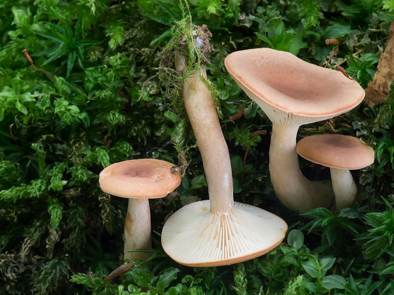 Lactarius decipiens